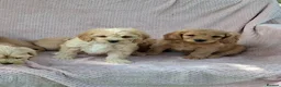 Cavapoochon dogs for sale: Gorgeous Cavapoochon Puppies  - Advert 6