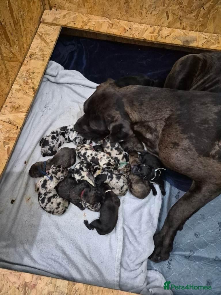 Cane Corso dogs Quality Cane Corso Puppies For Sale - Advert 17