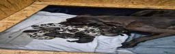Cane Corso dogs for sale: Quality Cane Corso Puppies For Sale in Norwich - Advert 1