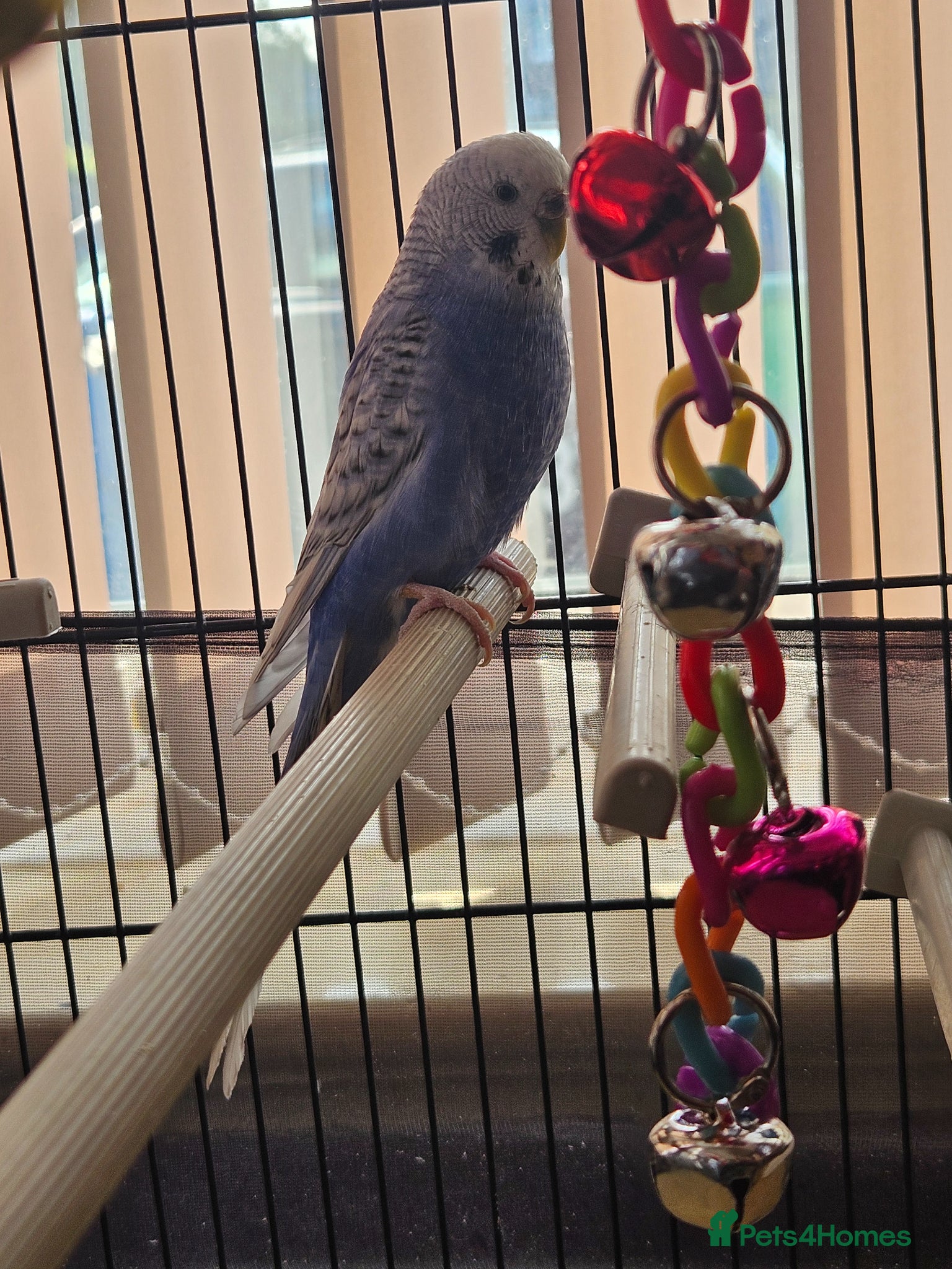 Budgerigars birds Male and female budgies - Advert 1