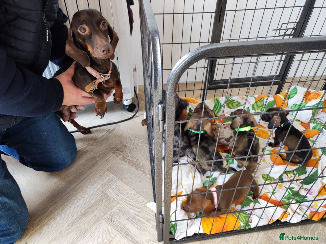 Dachshund dogs for sale: Adorable miniature dachshunds - Image 15