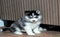 Siberian Husky dogs for sale: Beautiful Siberian husky puppies - Image 1
