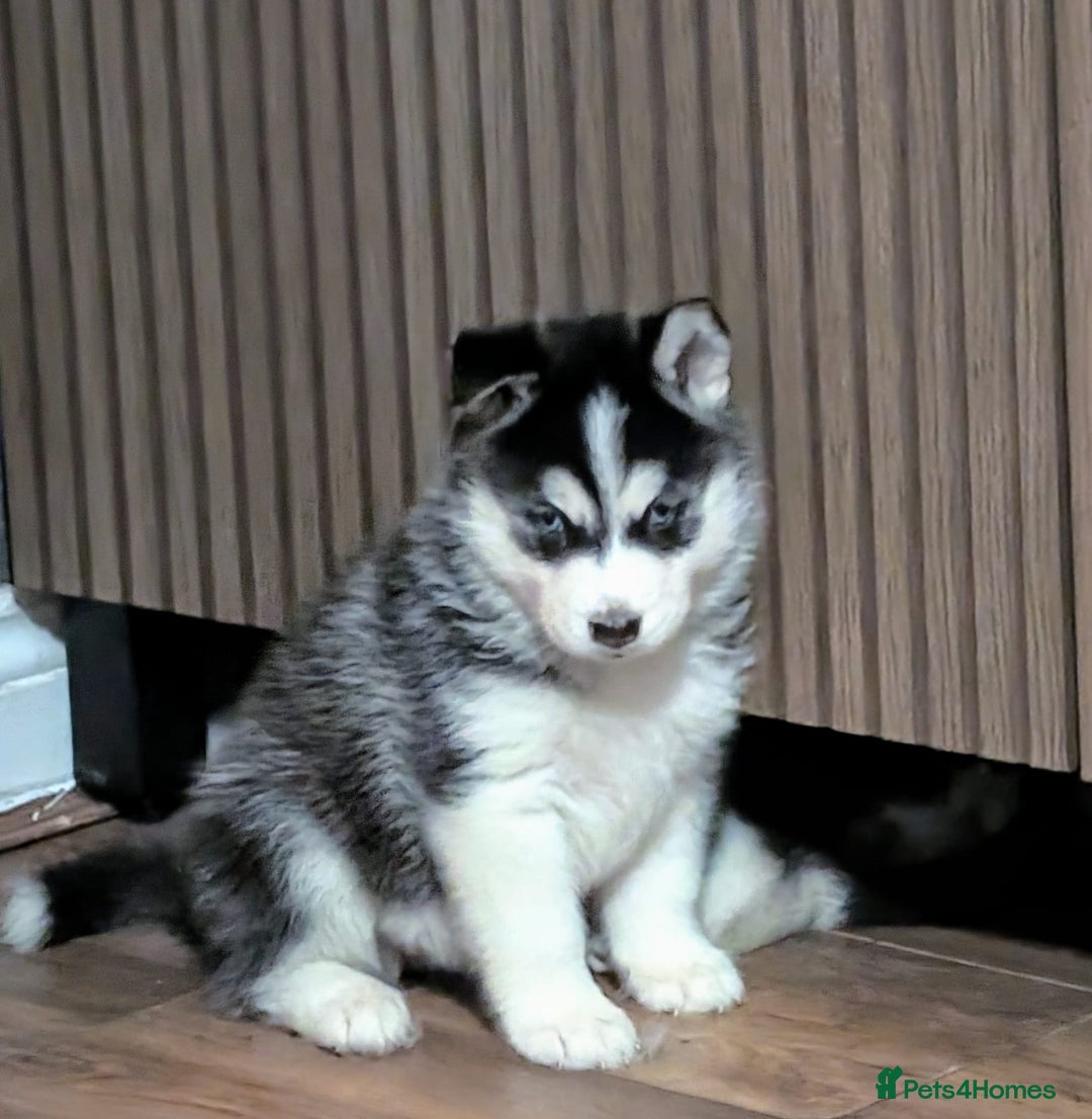 Siberian Husky dogs for sale: Beautiful Siberian husky puppies - Image 1