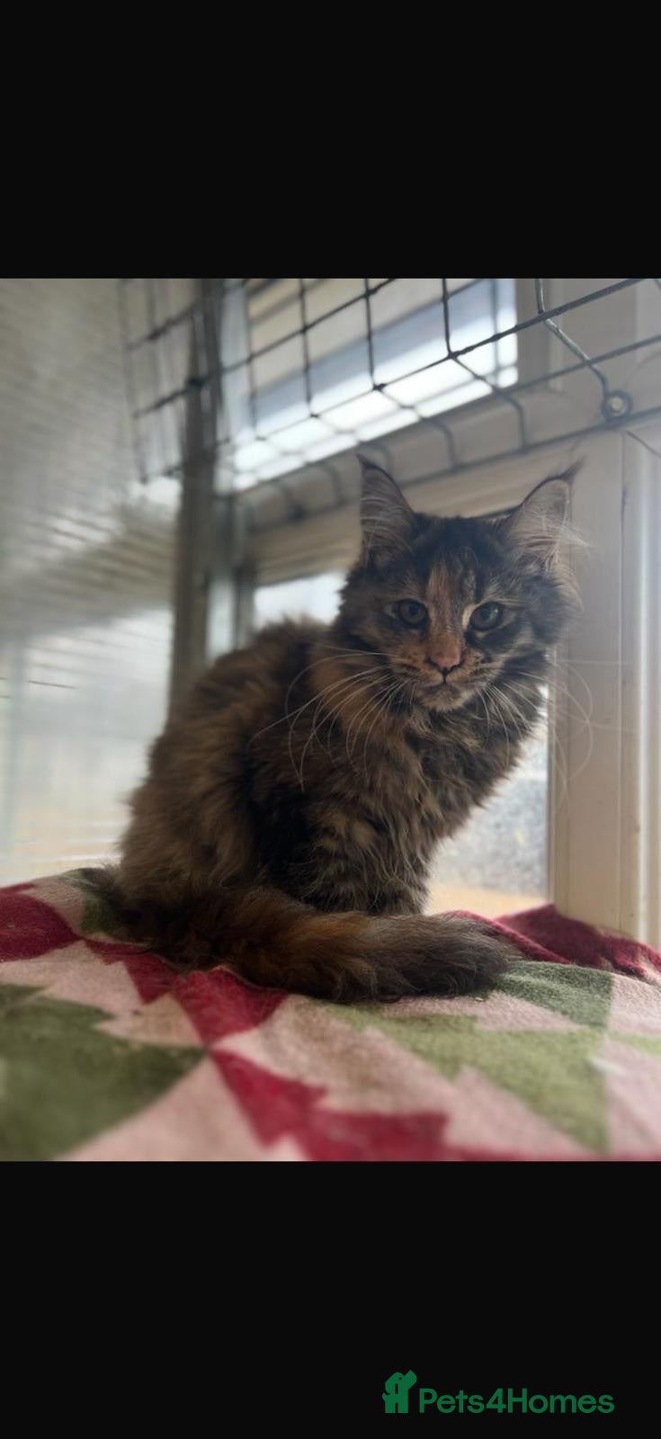 Maine Coon cats 3 beautiful Maine coon Gccf registered boys  - Advert 1