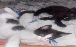 Maine Coon cats for sale: Beautiful male Maine coon cross  - Image 7
