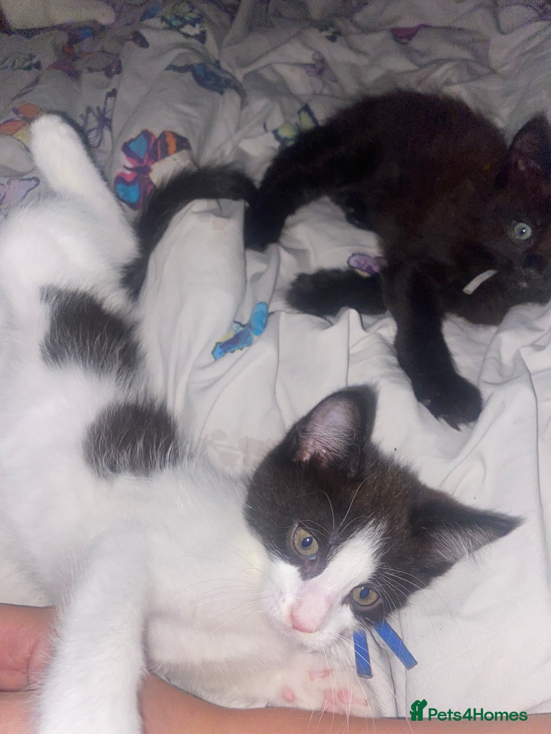 Maine Coon cats for sale: Beautiful male Maine coon cross  - Image 7