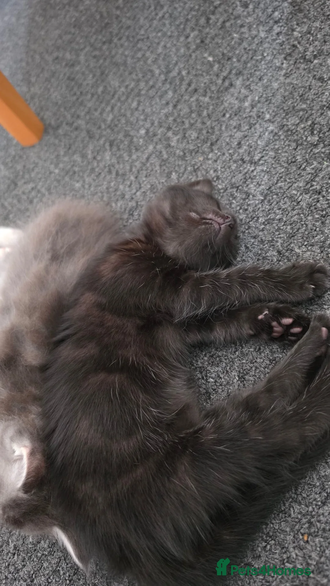 Mixed Breed cats for sale: Beautiful  Kittens Looking for Their new Homes 🐾 - Advert 23