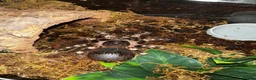Tarantulas invertebrates for sale: Tarantula collection for sale  in Barnsley - Advert 7