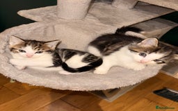 Mixed Breed cats for sale: 2 adorable tabby kittens for sale  - Image 2