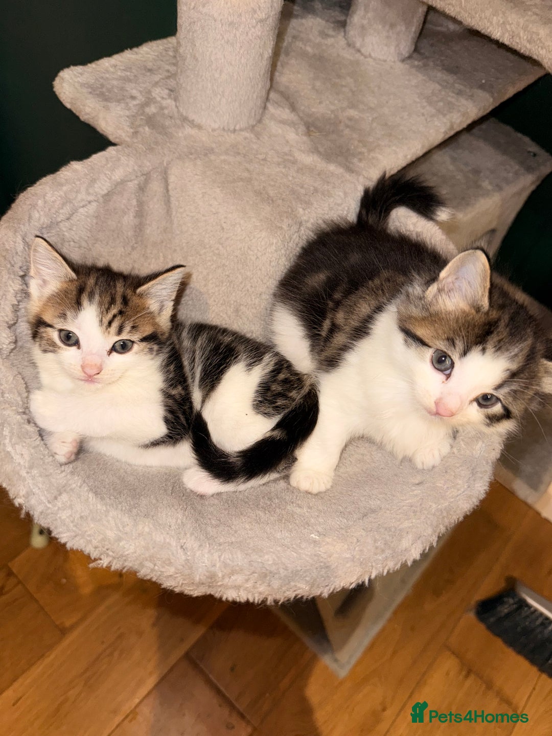 Mixed Breed cats for sale: 2 adorable tabby kittens for sale  - Image 2