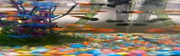 Platies fish for sale: Platie,molly,swordtail mixed fish.  in Malvern - Advert 2