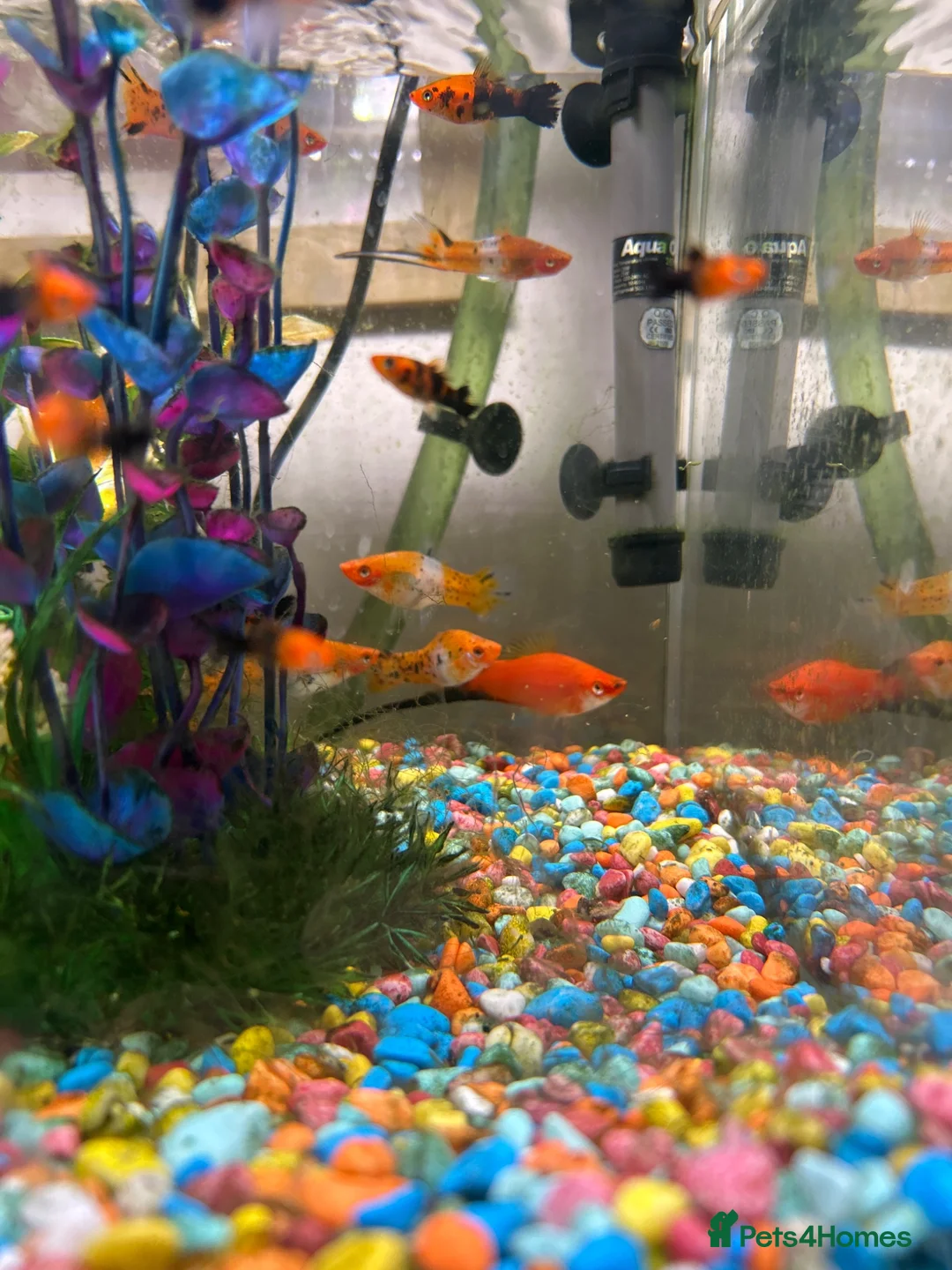 Platies fish for sale: Platie,molly,swordtail mixed fish.  in Malvern - Advert 2