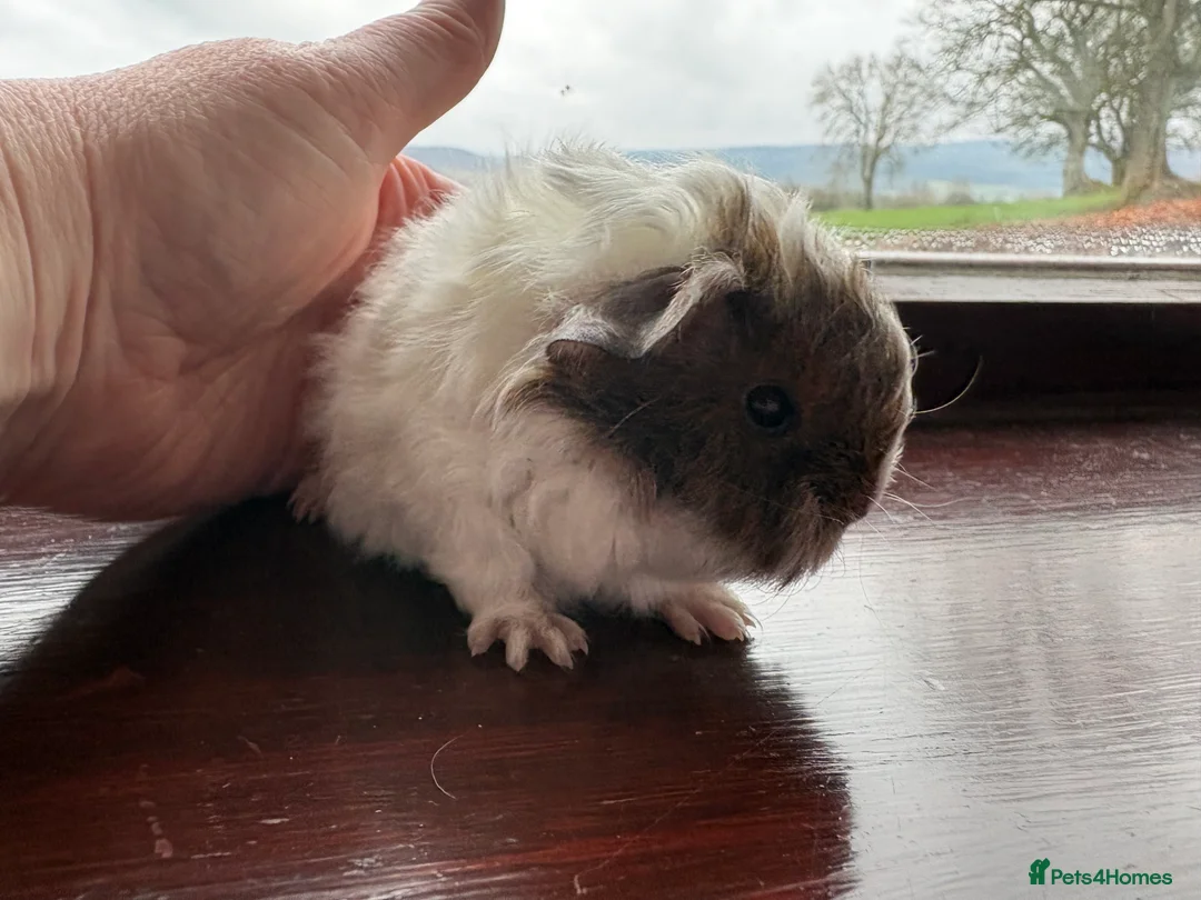 Guinea Pig rodents for sale: Male guinea pigs - long & short haired  - Advert 2