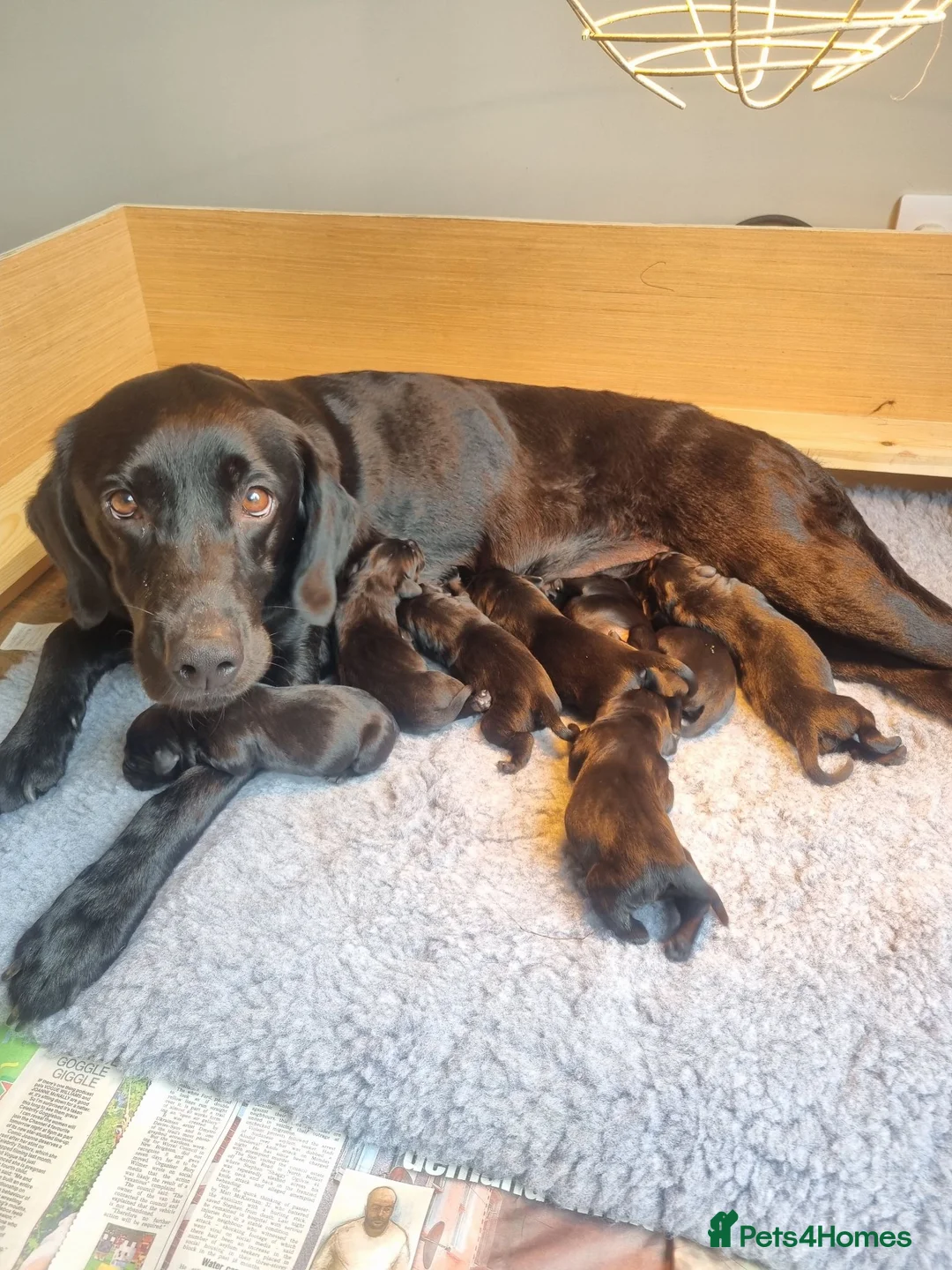 Labrador Retriever dogs for sale: Beautiful litter of 8 Black Labrador puppies  - Advert 17