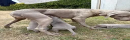 Weimaraner dogs for sale: 🐶KC Registered Weimaraner Puppies 🐶 - Advert 20