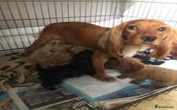Cockapoo dogs for sale: Stunning Toy cockapoo puppies  - Image 2