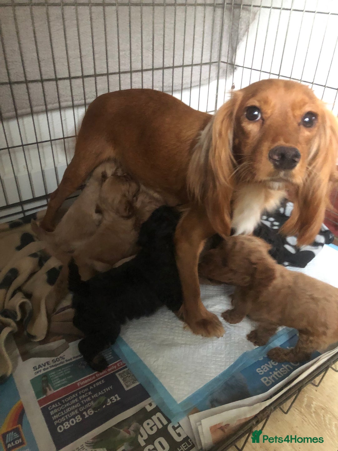 Cockapoo dogs for sale: Stunning Toy cockapoo puppies  - Image 2