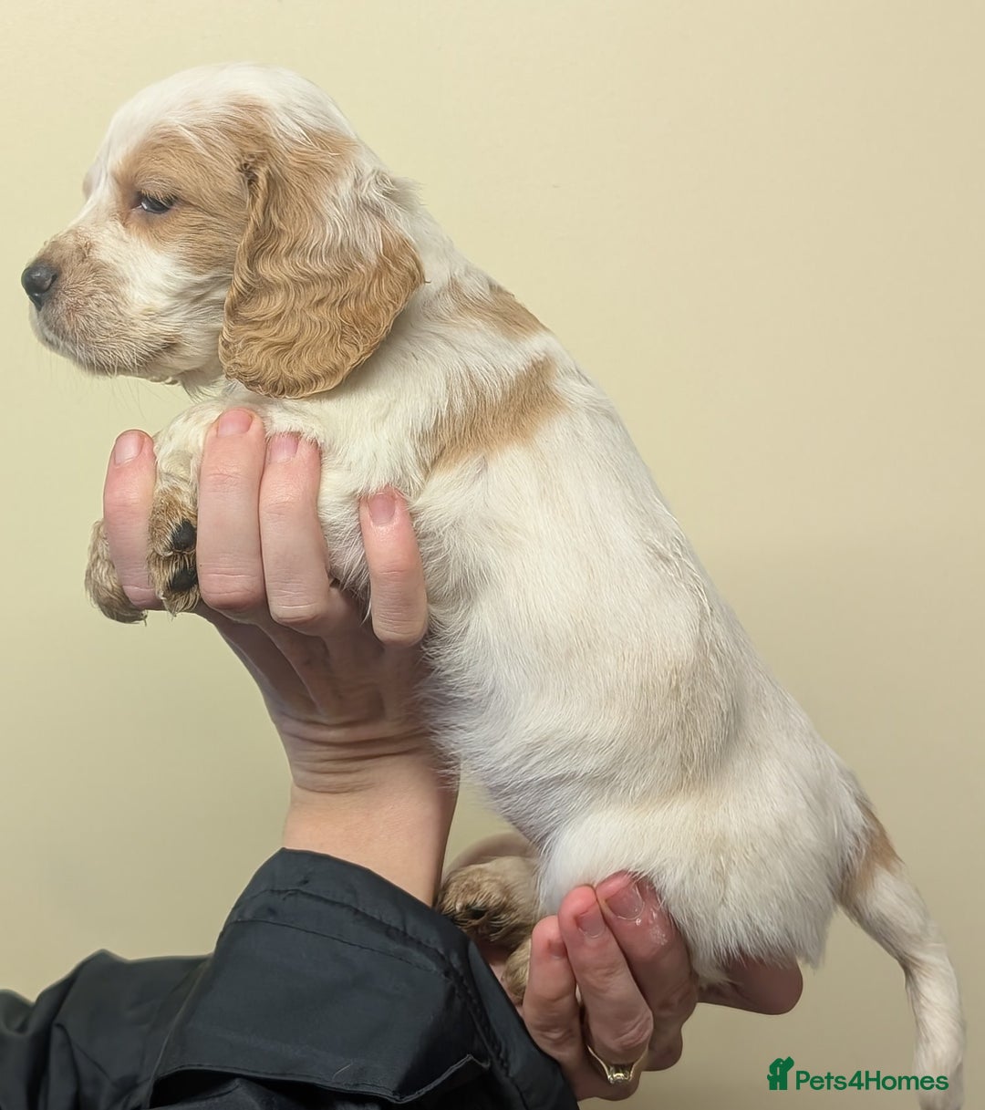 Cocker Spaniel dogs for sale: Cocker spaniel puppies  - Advert 2