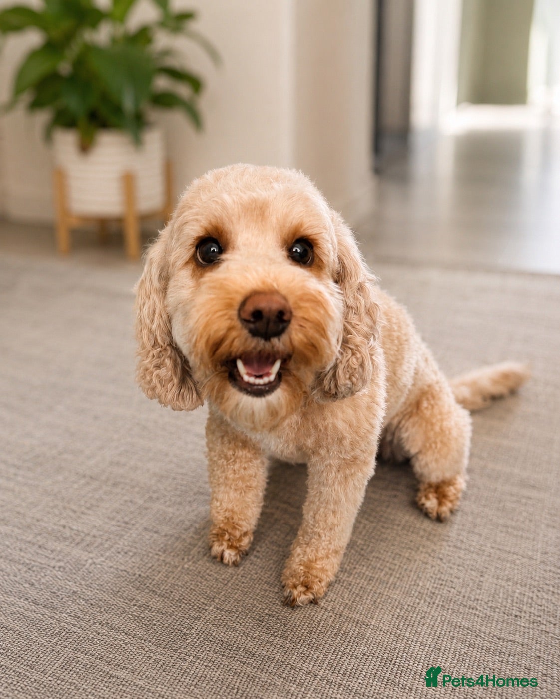 Cockapoo dogs Beautiful F1b Cockapoo puppies - Advert 1