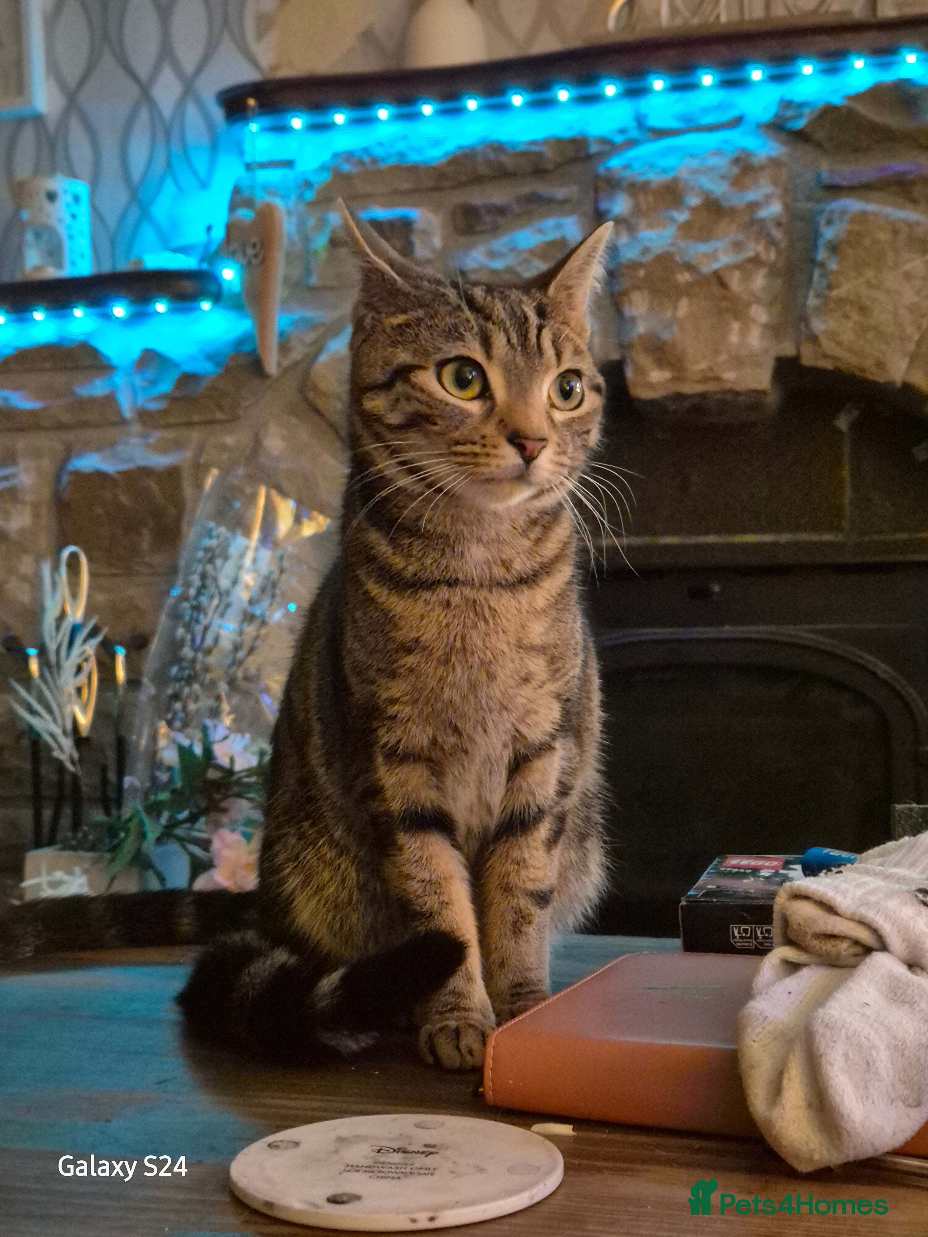 British Shorthair cats Older cats 🐈  - Advert 1