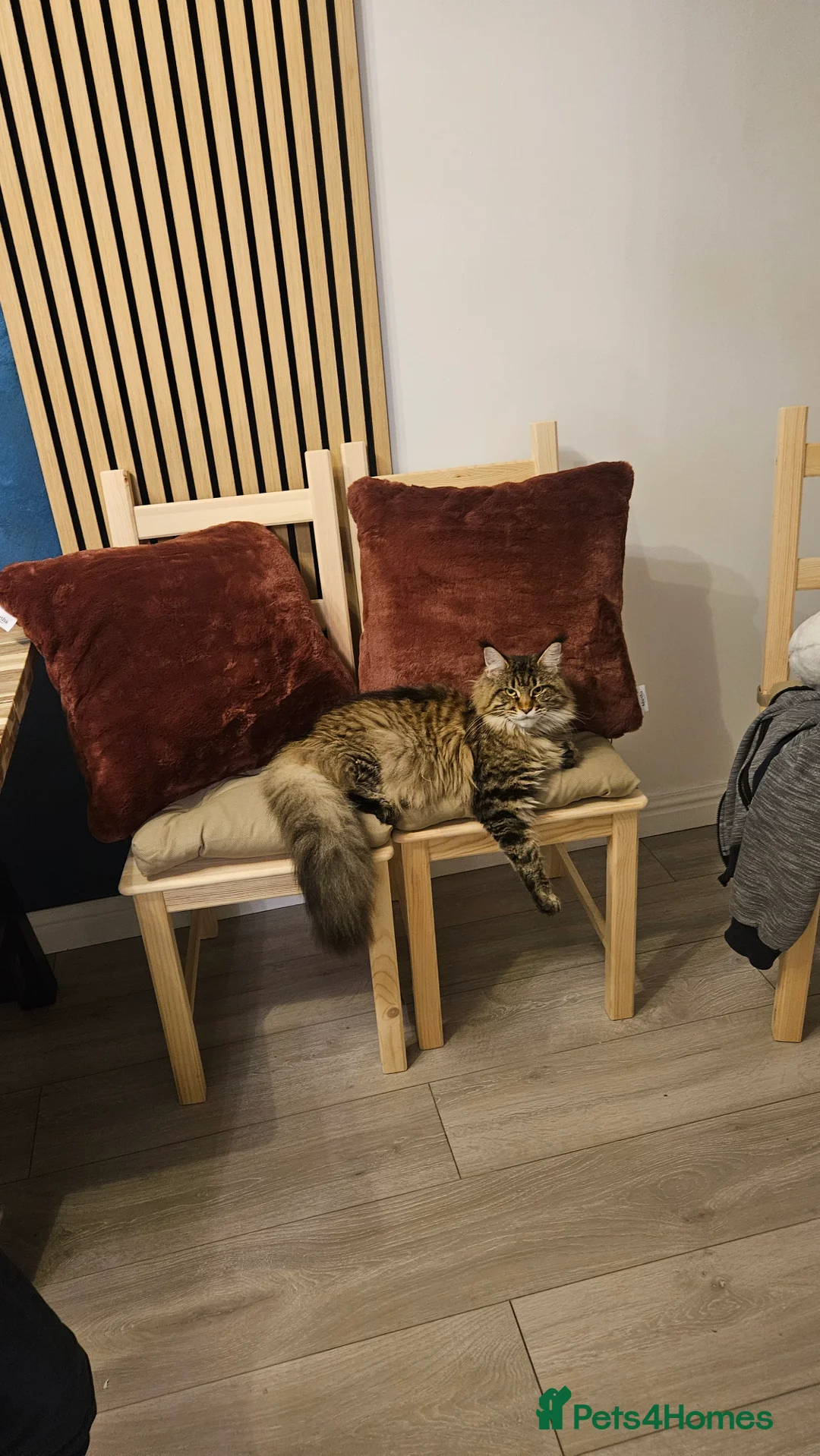 Maine Coon cats for sale: Adorable Main coon kittens - Advert 1