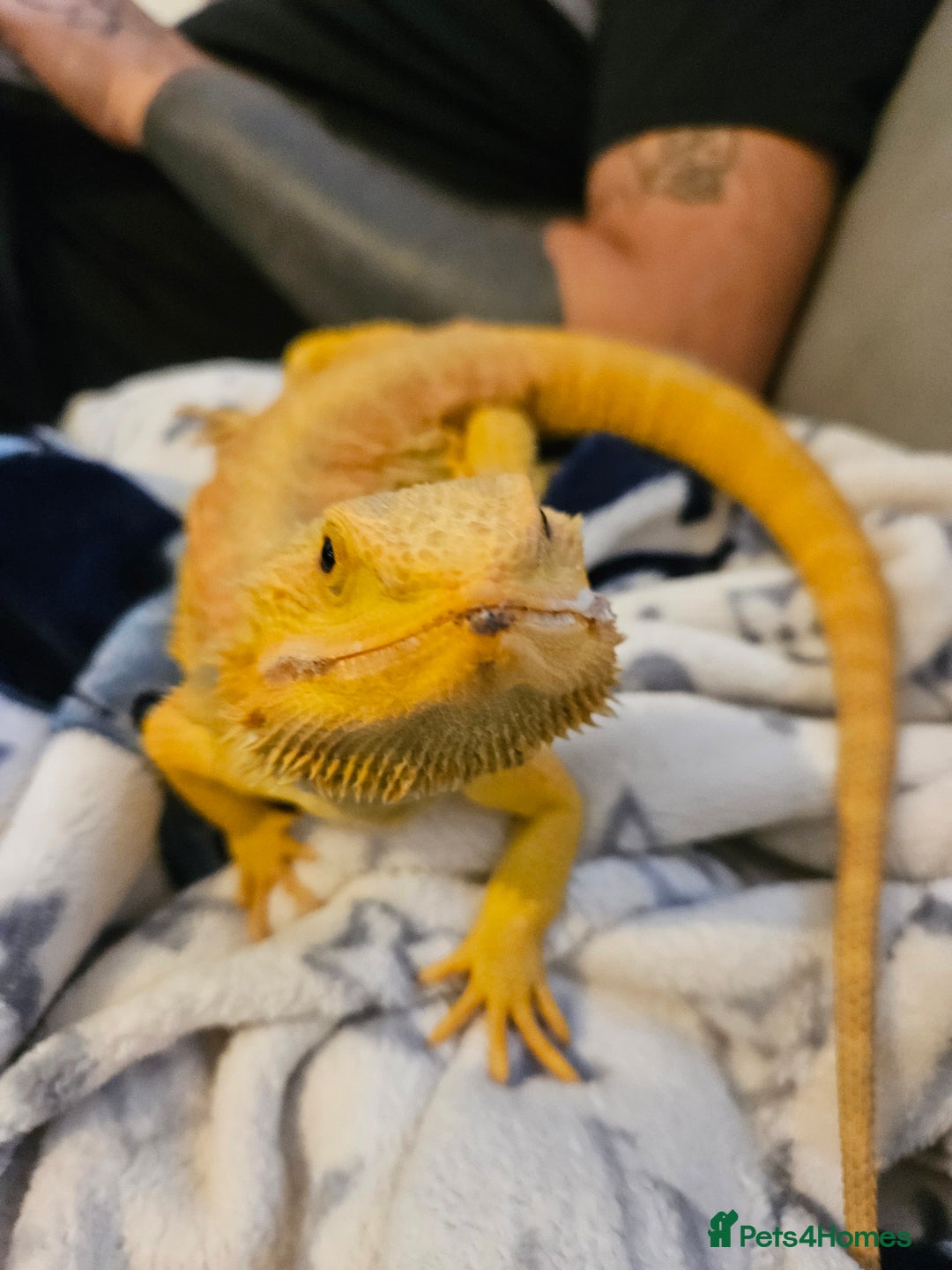 Lizard reptiles for sale: Bearded dragon and full set up - Image 5