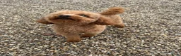 Toy Poodle dogs for stud: 🌹 RED TOY POODLE 9 INCH 2.8 KG HEALTH TESTED 🌹 - Advert 9