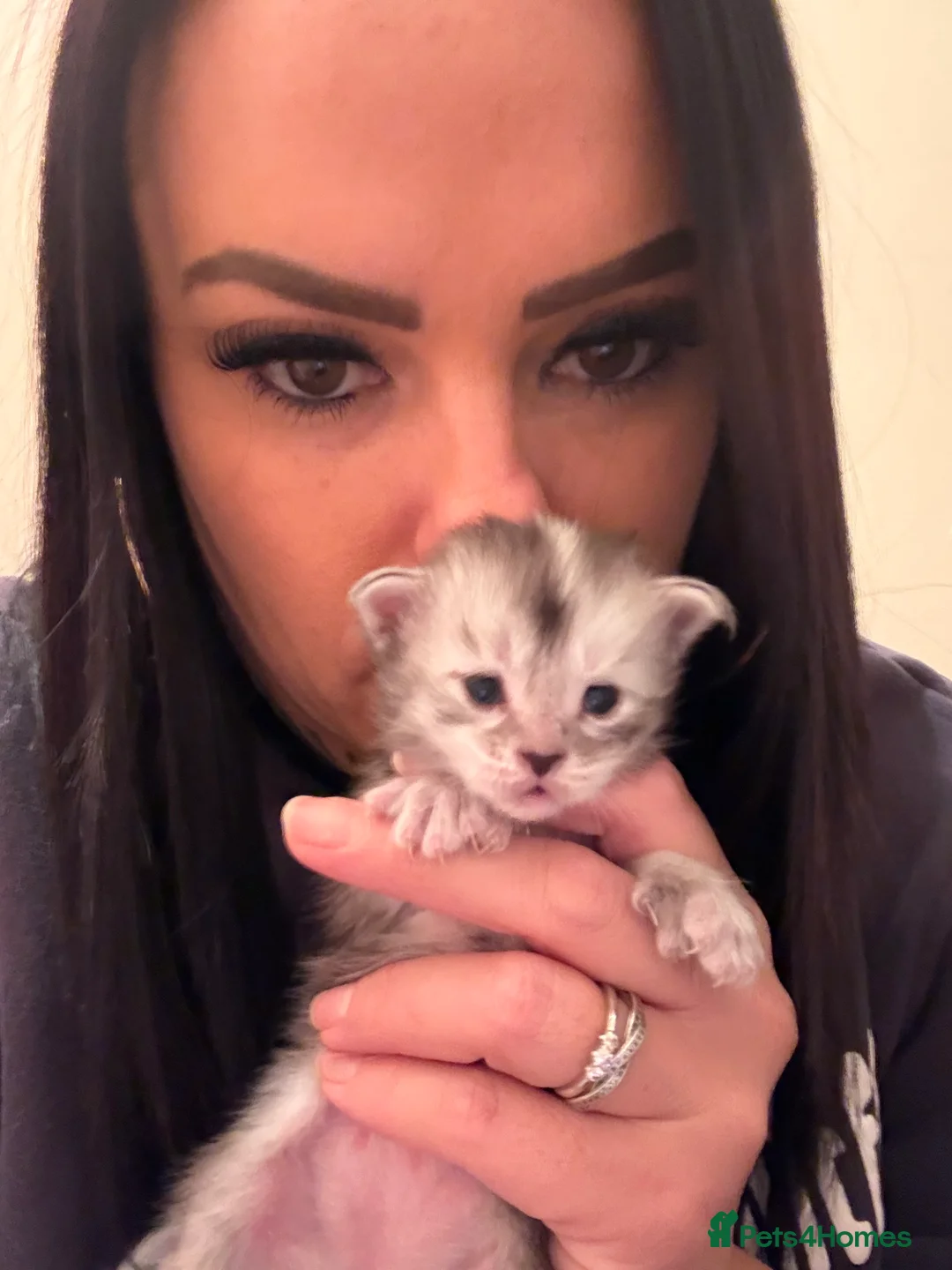 Maine Coon cats for sale: 👑 Stunning pedigree Maine coon kittens 👑  - Advert 12