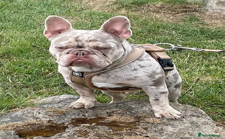 French Bulldog dogs - Advert 19