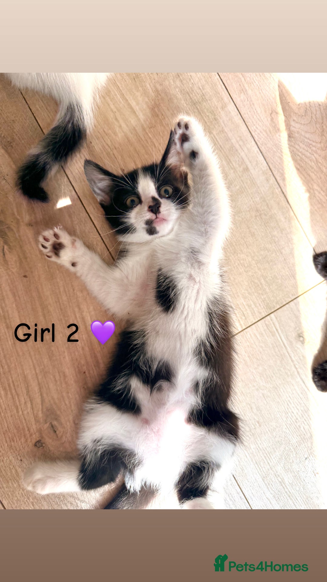Mixed Breed cats for sale: Beautiful 9 week old kittens ready for new homes - Image 4