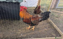 Chickens poultry for sale: Welsummers, Wyndottes bantams, Lmn Pyle, Araucanas - Image 1
