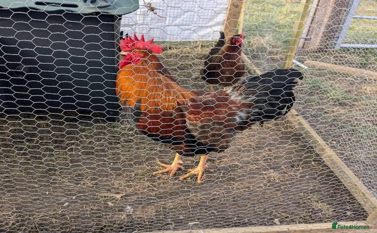Chickens poultry - Advert 1