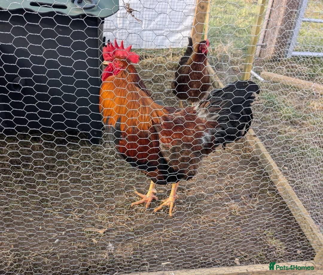 Chickens poultry for sale: Welsummers, Wyndottes bantams, Lmn Pyle, Araucanas - Image 1