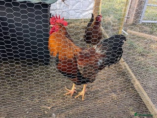 Chickens poultry - Advert 5