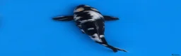 Koi Carp fish for sale: Japanese Koi - Top Quality - Advert 40