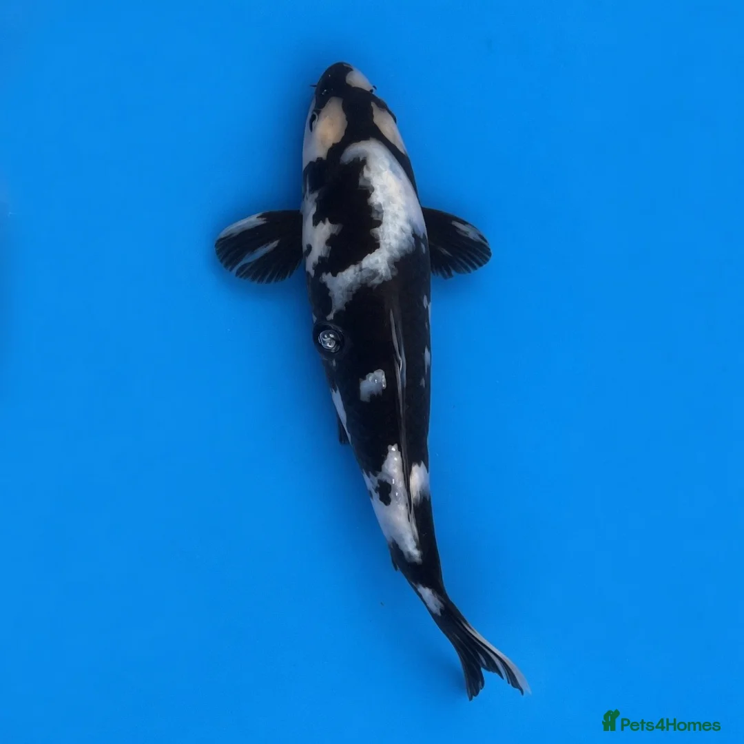 Koi Carp fish for sale: Japanese Koi - Top Quality - Advert 40