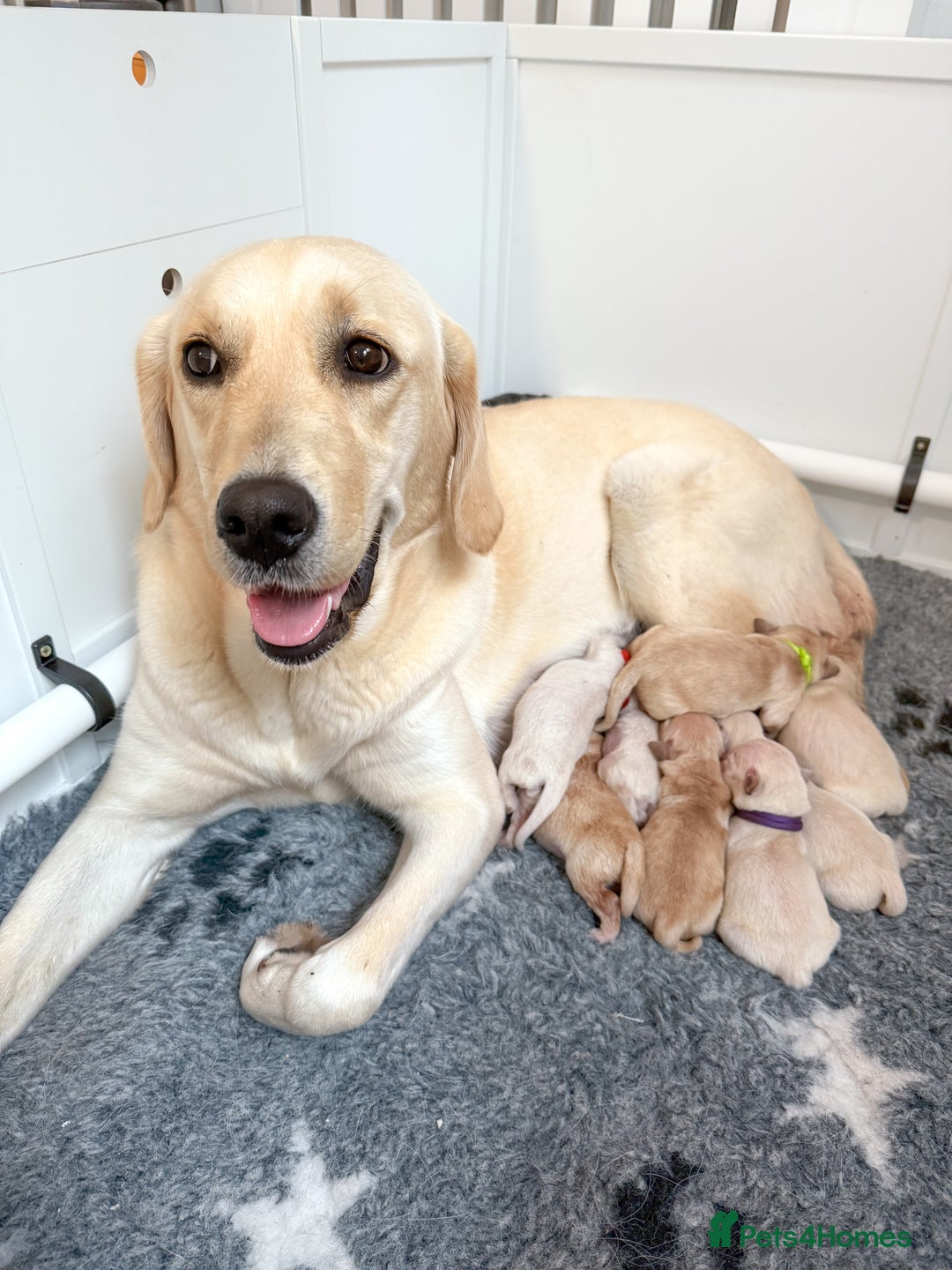 Goldador dogs for sale: A Special Litter of Goldador Puppies - Image 4