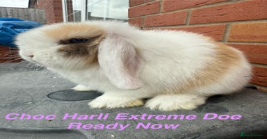 Mini Lop rabbits in Chard - Advert 2