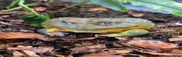 Frog reptiles for sale: Various Amphibians At Urban Exotics - Advert 9