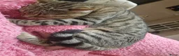 Bengal cats for sale: Two adult Bengals looking for a loving home  - Advert 5