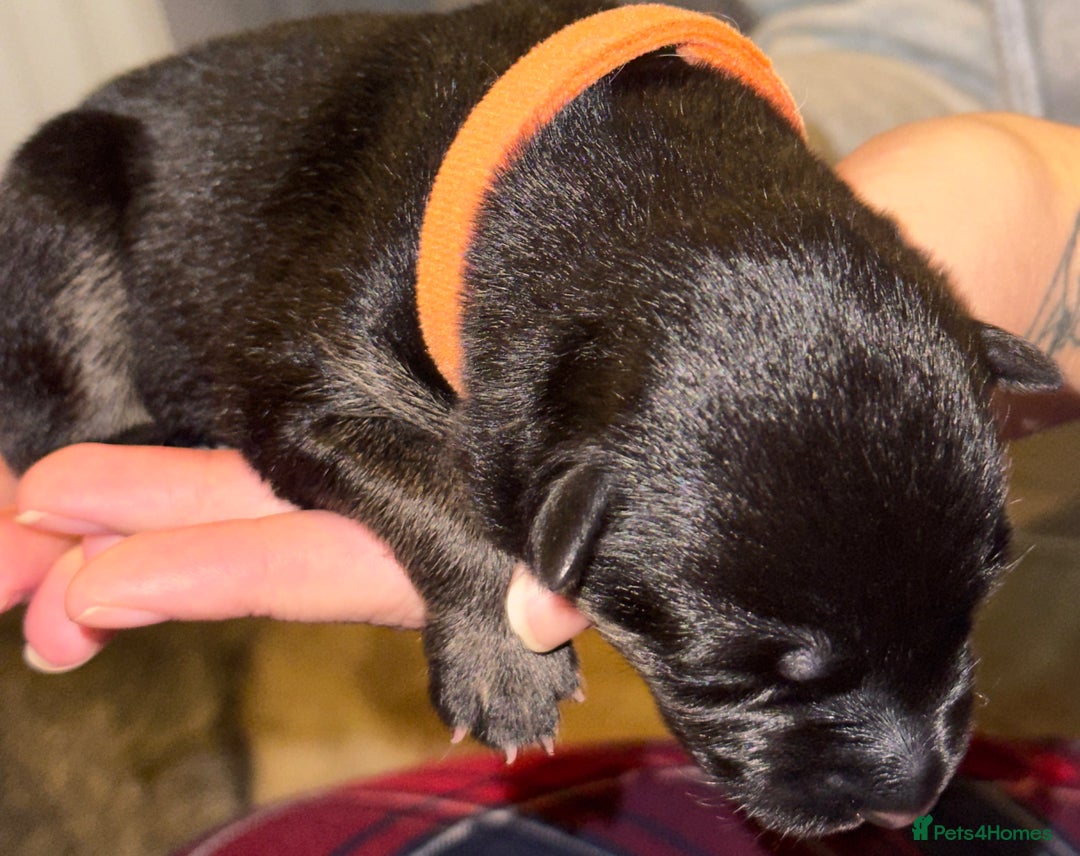 Mixed Breed dogs for sale: Belgian malinois x German Shepherd puppies  - Advert 14