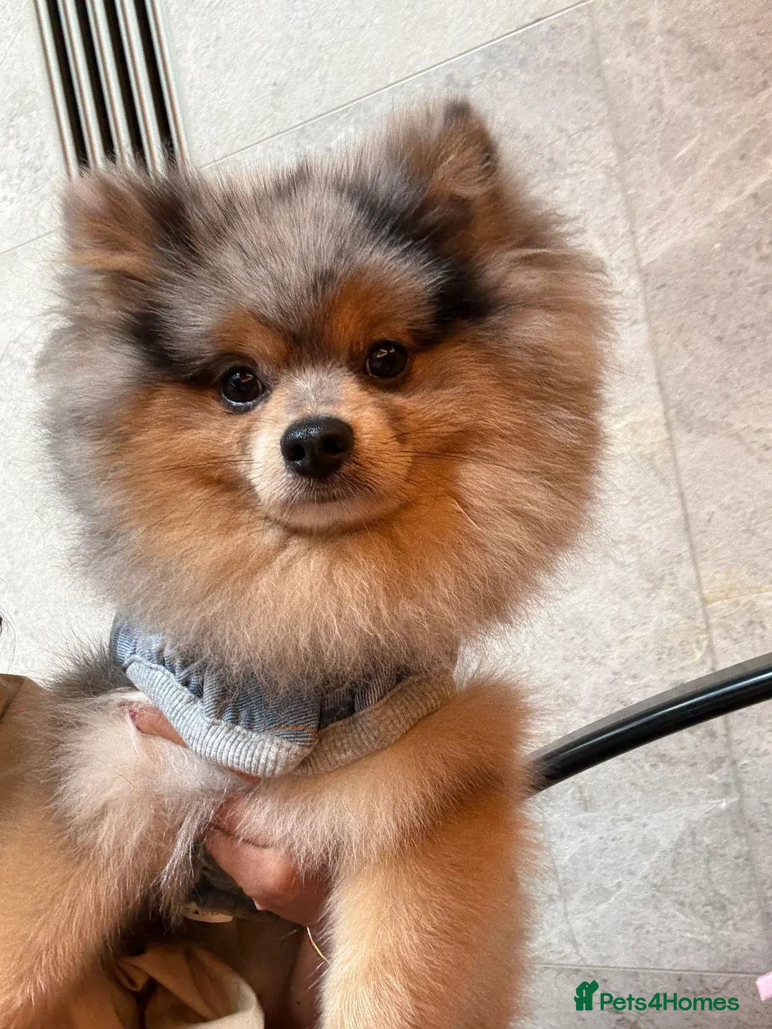 Pomeranian dogs for stud: Rare Blue & Tan Merle Pomeranian Stud – London  - Advert 21