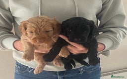 Cockapoo dogs for sale: F1 cockapoo puppies - Image 19