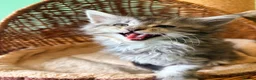 Maine Coon cats for sale: READY NOW. Two tica registered girls. 1 poly  - Advert 9
