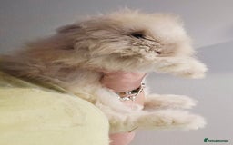 Angora rabbits for sale: Poor little man... - Image 5