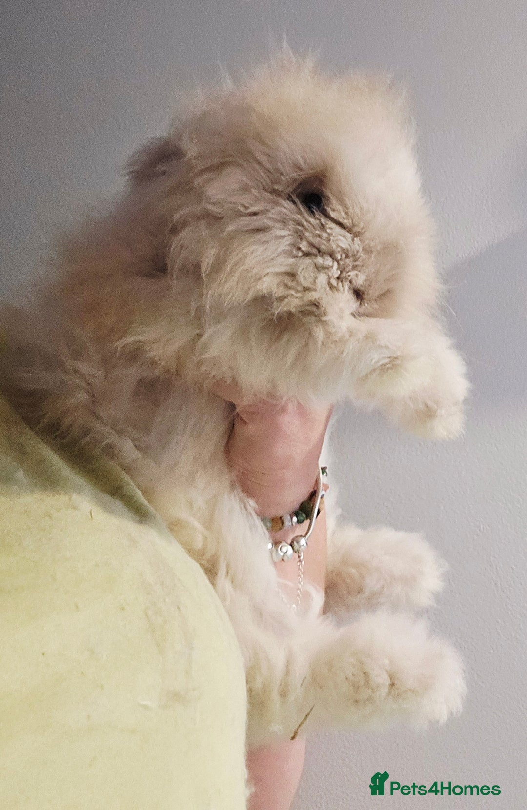 Angora rabbits for sale: Poor little man... - Image 5