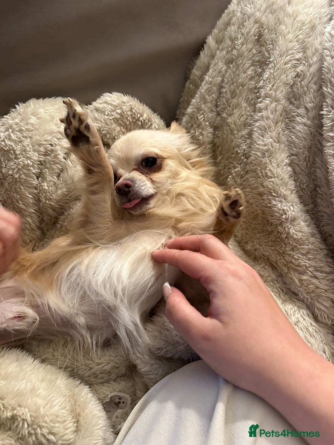 Chihuahua dogs for sale: Male chihuahua - Image 3