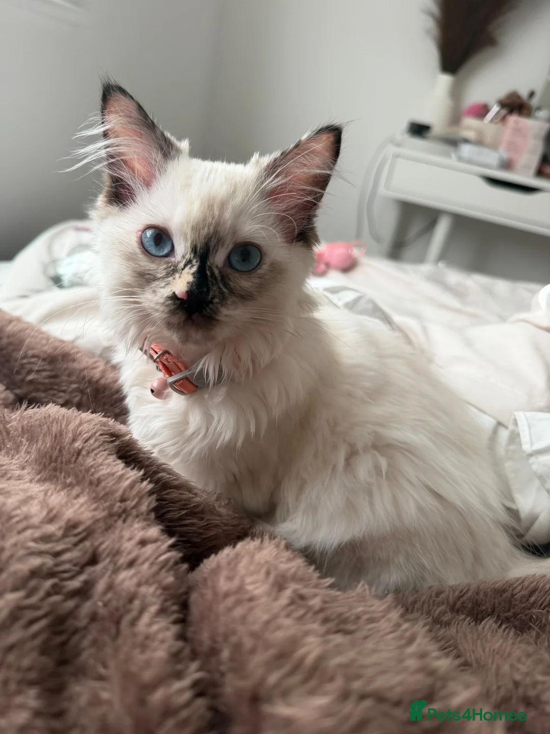 Ragdoll cats for sale: 14 week old ragdoll  in Nottingham - Advert 4
