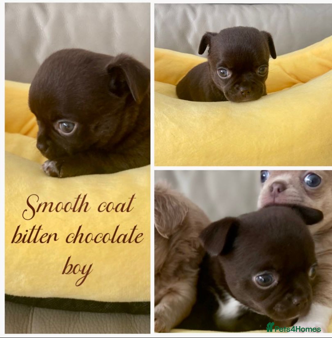 Chihuahua dogs for sale: KC Reg Chihuahuas 3 Boys/1 Girl Short & Long coat - Advert 4