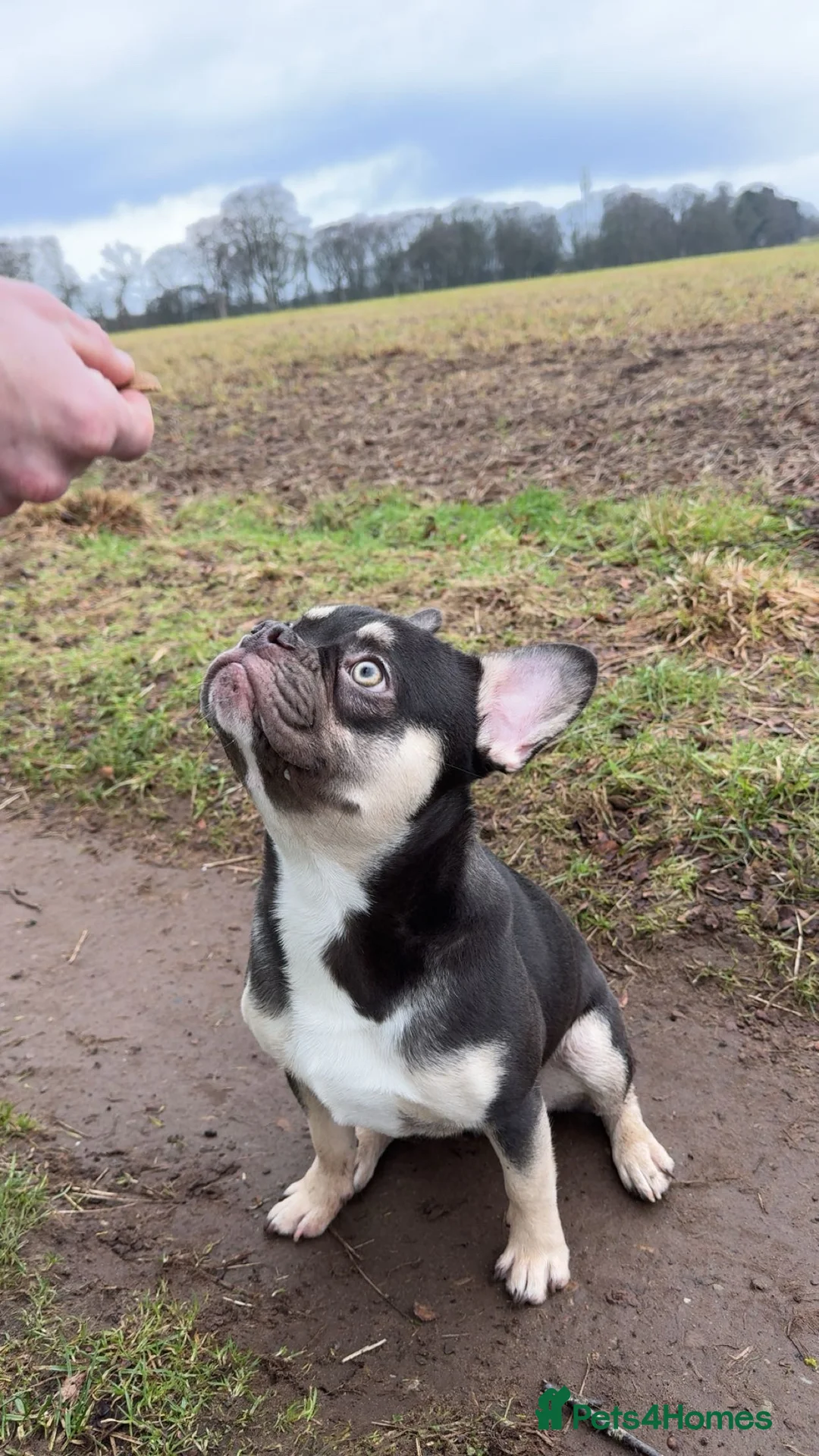 French Bulldog dogs for sale: French bull dog 9 months old - Advert 1